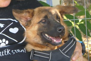 Παπαστεργίου: Έρχεται ψηφιακή πλατφόρμα για τα ζώα συντροφιάς - Σε λίγες μέρες ξεκινάει ο ψηφιακός βοηθός του gov.gr