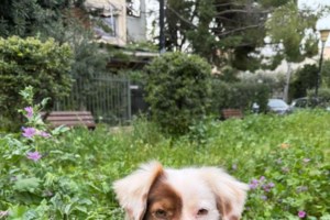 Dogs' Voice: Μια ημέρα γεμάτη αγάπη και φροντίδα - Η δύναμη της φιλοξενίας - Τα σκυλάκια που μάς χρειάζονται - εικόνα 3