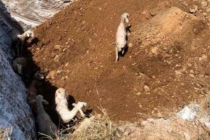 Τι μας μαθαίνει η κρίση της πανώλης των αιγοπροβάτων για τη διατροφή και τη ζωή μας