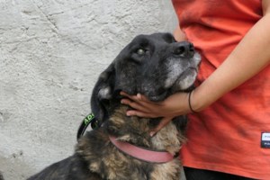 Ο Αγγελος ακόμα και όταν ήταν αλυσοδεμένος στην άκρη του κυνοκομείου, ολομόναχος και αδύνατος, ήταν αγέρωχος - εικόνα 6