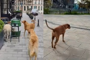 Ινδονησία: Η Τζακάρτα απαγόρευσε την κατανάλωση σκύλων και γατών - Στη χώρα επιτρέπεται ακόμη η πώληση του κρέατός τους