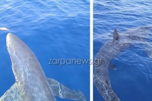 Κρήτη: Ψαράδες έπιασαν τεράστιο καρχαρία μήκους πάνω από δύο μέτρα