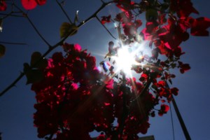 Meteo: Ερχεται καλοκαίρι με άνοδο της θερμοκρασίας ως το Σάββατο - Θα ξεπεράσει τους 30 βαθμούς - εικόνα 2