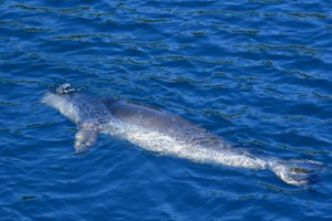Καλά νέα από τα Χανιά: Κατάφερε να κολυμπήσει στα ανοιχτά η  φώκια "Στέλλα [βίντεο]