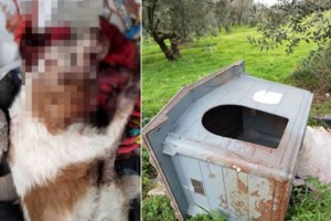 Απανθρωπιά στη Θεσσαλονίκη: Πέταξαν στα σκουπίδια σκυλί με καρκίνο [εικόνες] - εικόνα 2