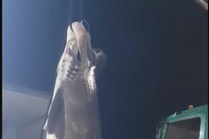 Οι οικολόγοι διαμαρτύρονται για την αλίευση του καρχαρία στο Αγιο Ορος: "Είναι προστατευόμενο είδος"