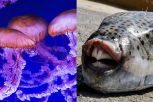 Επανεμφανίστηκαν οι μωβ μέδουσες στις ελληνικές θάλασσες: Πού εντοπίστηκαν ήδη και πού αναμένονται - εικόνα 2