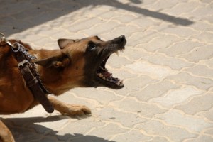 Άγρια επίθεση σε 25χρονη από τον σκύλο της στην Κολομβία - Ξέφυγε με βαριά τραύματα [βίντεο σοκ]