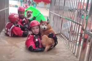 Ασύλληπτη θηριωδία: Βασάνισαν μέχρι θανάτου μικρά σκυλιά στα Χανιά