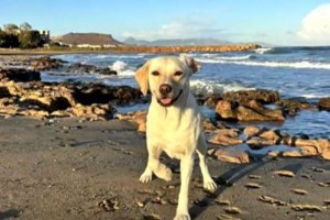 Νάξος: Εργάτες έπεσαν σε τάφρο και εγκλωβίστηκαν - Υποχώρησαν κάγκελα σε αθλητικό κέντρο [εικόνες - βίντεο] - εικόνα 4