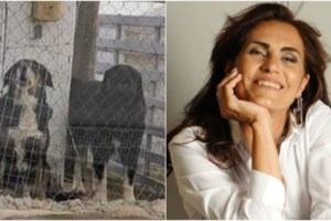 Πώς τιμωρήθηκε ο ιδιοκτήτης ενός ροτβάιλερ, που το 2016 κατασπάραξε ενα 5χρονο αγόρι;- Ποινή 4 έτη, εξαγοράσιμα, ούτε μια ημέρα φυλακή - εικόνα 2