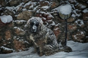 Γ. Καπουτζίδης: "Προετοιμαζόμαστε για την κακοκαιρία" - Tο σπιτάκι για να προστατευθούν τα γατάκια από το κρύο - εικόνα 3