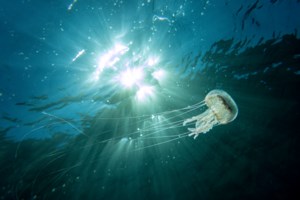 Χιλιάδες μωβ μέδουσες στη Χαλκιδική: Τι πρέπει να κάνουμε αν μας τσιμπήσουν - Οι κίνδυνοι από την τοξική βλέννα