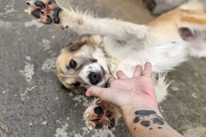 Μεγάλη προσοχή στη διατροφή των ζώων το Πάσχα - Ποιες τροφές ισοδυναμούν με σοβαρές περιπέτειες - εικόνα 5