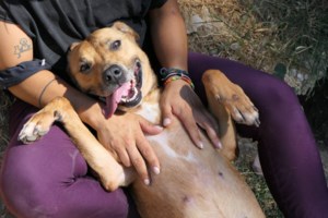 Save a Greek Stray: Τι πρέπει να έχετε στο μυαλό σας αν σχεδιάζετε να υιοθετήσετε αδεσποτάκι μέσα στις γιορτές - εικόνα 2