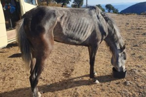 Ένα σημαντικό βήμα για την προστασία των ιπποειδών που κινούν άμαξες - εικόνα 4