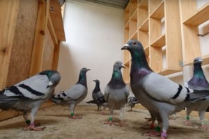 Ποινή ρεκόρ: Κάθειρξη 202 ετών σε 36χρονο Έλληνα για παράνομη μεταφορά 99 μεταναστών στον Έβρο - εικόνα 2