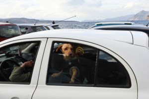 Ξεκίνησε η λειτουργία της πρώτης αστυνομίας ζώων στην Κρήτη- Έλεγχοι για τις συνθήκες διαβίωσης