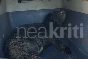 Τεράστια οικολογική καταστροφή: Νεκρές 2.500 φώκιες στην Κασπία Θάλασσα [εικόνες-βίντεο] - εικόνα 2