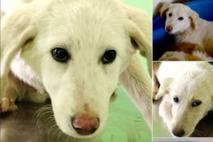 Είναι όλα τους αδερφάκια - Βρέθηκαν στον Μαραθώνα μέσα σε λάσπες και πεταμένα ψωμιά