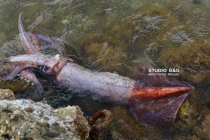 Ναύπλιο: Εξαφανίστηκε η θάλασσα από την άμπωτη στον Αργολικό κόλπο [Εντυπωσιακές εικόνες] - εικόνα 15