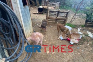 Φιλιάτες: Για κακούργημα παραπέμπονται o αντιδήμαρχος και υπάλληλος του Δήμου που "πέταξαν" κουτάβια