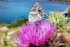 Λάρισα: Απίστευτη περιπέτεια για άνδρα που τον δάγκωσε οχιά - Βίντεο σοκ με παραμόρφωση του χεριού του