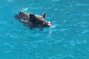 Οργή στην Τήνο από δήμο, κατοίκους και επαγγελματίες για τις συνεχείς διακοπές ρεύματος