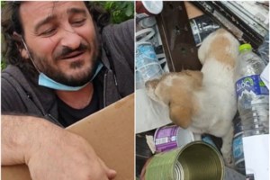 Βόλος: Αδέσποτος σκύλος επιτέθηκε σε 83χρονο και τον έστειλε στο νοσοκομείο