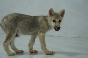 Ημαθία: Λύκος έκοβε βόλτες στην Αλεξάνδρεια και πετάχτηκε μπροστά σε ντελιβερά [βίντεο]