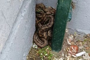 Καστοριά: Έβγαλαν φίδι από λεκάνη τουαλέτας [βίντεο]