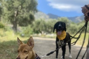 Ο Ντράνκο γλίτωσε από τη Μάνδρα αλλά 2 χρόνια τώρα είναι σε καταφύγιο- Ιδανικό συντροφάκι, υπέροχος με τα παιδιά - εικόνα 2