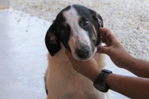 Save a Greek Stray: Τι πρέπει να έχετε στο μυαλό σας αν σχεδιάζετε να υιοθετήσετε αδεσποτάκι μέσα στις γιορτές - εικόνα 3