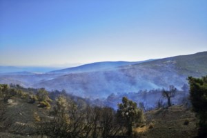 Φωτιά στο Πέραμα: Μία σύλληψη από την Πυροσβεστική - Ολονύχτια μάχη με τις φλόγες - εικόνα 2