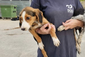 Ο Ρήγας πάνω στη χαρά του, πήδηξε στον άνθρωπό του για να τον προϋπαντήσει - Τον έριξε κάτω, και έτσι, με συνοπτικές διαδικασίες κατέληξε στο κυνοκομείο - εικόνα 4