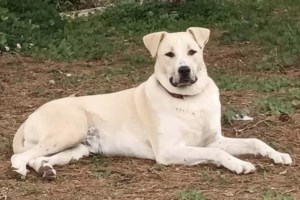 Σώστε ένα αδεσποτάκι: Είμαι ο Τορίνο. Έχω και έναν αδερφό, τον Παλέρμο, αλλά πρόλαβα να συστηθώ πρώτος - εικόνα 2