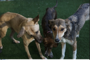 Σοκ στη Θεσσαλονίκη: Τον κάρφωσε με σουβλί στο στήθος επειδή του είπε να μην βασανίζει τον σκύλο του