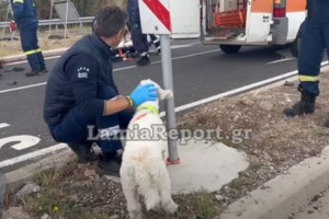 Λαμία: Τι απέγινε ο σκυλάκος από το χθεσινό θανατηφόρο τροχαίο στον κόμβο της Αγίας Μαρίνας