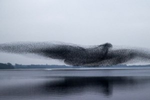 Τα θαλάσσια σαλιγκάρια που αυτο-αποκεφαλίζονται και μετά δημιουργούν ένα ολόκληρο νέο σώμα - εικόνα 2