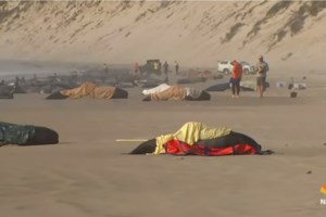 Εφιάλτης στη Νέα Ζηλανδία: Νεκρά πάνω από 200 μαυροδέλφινα που είχαν εξοκείλει