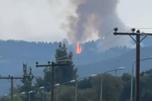 Η συγκλονιστική φωτογραφία με το τρομαγμένο λαγουδάκι στις φλόγες- Τα άγνωστα θύματα των πυρκαγιών - εικόνα 2