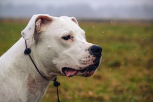 Εκπαιδεύτρια για Dogo Argentino που σκότωσε το κοκόνι: "Δεν φταίει ο σκύλος, φταίει ο άνθρωπος, αυτός που τον είχε, αυτός που τον πούλησε"