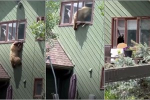 Ιταλία: Αναβλήθηκε η θανάτωση καφέ αρκούδας που είχε σκοτώσει έναν 26χρονο στις Άλπεις