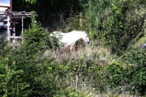 Χανιά: Σοκ για καταδύτρια που βρήκε νεκρό έναν άντρα- Πρόκειται για αλλοδαπό που ζούσε άστεγος σε σπηλιά - εικόνα 2