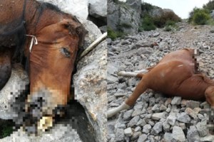 Έρευνα της ΕΛΑΣ για τα νεκρά άλογα στην Πάρνηθα - Φιλόζωοι πιστεύουν ότι τα πετούν επειδή είναι άρρωστα ή γέρασαν