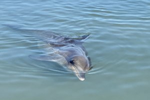 Νεκρό δελφίνι ξεβράστηκε στο λιμάνι της Πρέβεζας