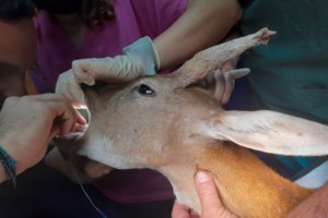 Αττικό Ζωολογικό Πάρκο: Γεννήθηκε ένα σπάνιο κόκκινο πάντα [Εικόνες -Βίντεο]