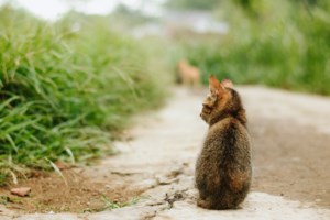 Πρωκτικοί αδένες σε σκύλο και σε γάτα: Τι είναι - Oι κινήσεις του ζώου που πρέπει να σας αφυπνίσουν - εικόνα 4