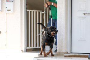 Δικογραφία σε βάρος του ιδιοκτήτη του ροτβάιλερ που επιτέθηκε σε 6χρονο - Αφέθηκε ελεύθερος