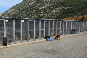 SGS: Ο Δήμος Τρίπολης και πάλι στο προσκήνιο με νέες εικόνες νεκρών ζώων μέσα σε σακούλες